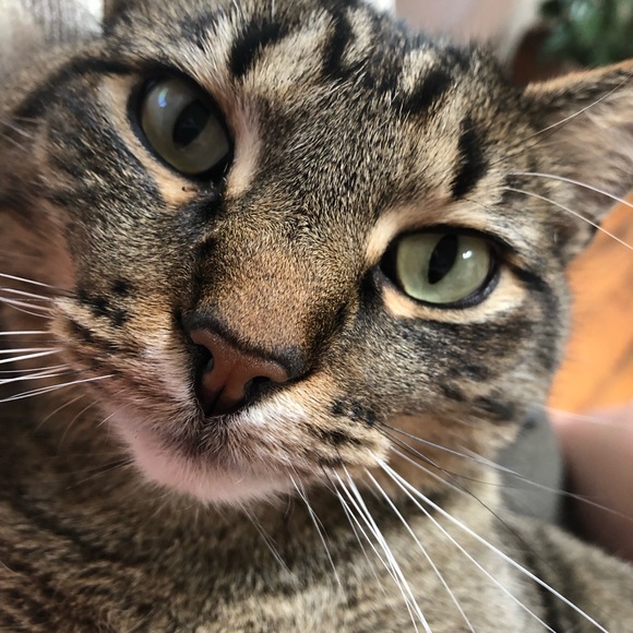 Meet your Posher, Kelly - Picture 3 of 3